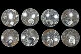 Lot: Round Dishes With Goniatite Fossils - Pieces #119369-1